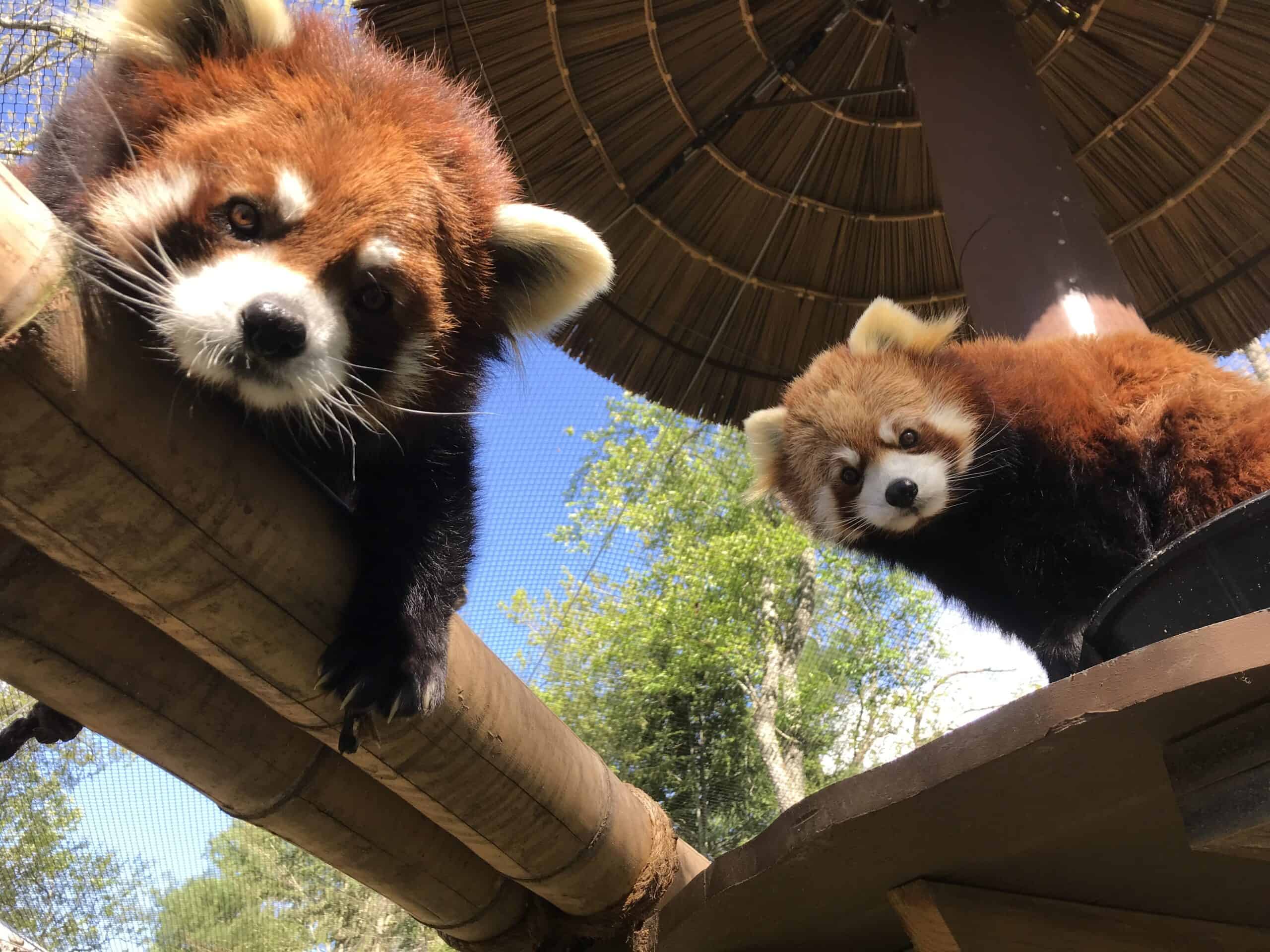 Red Panda - WNC Nature Center
